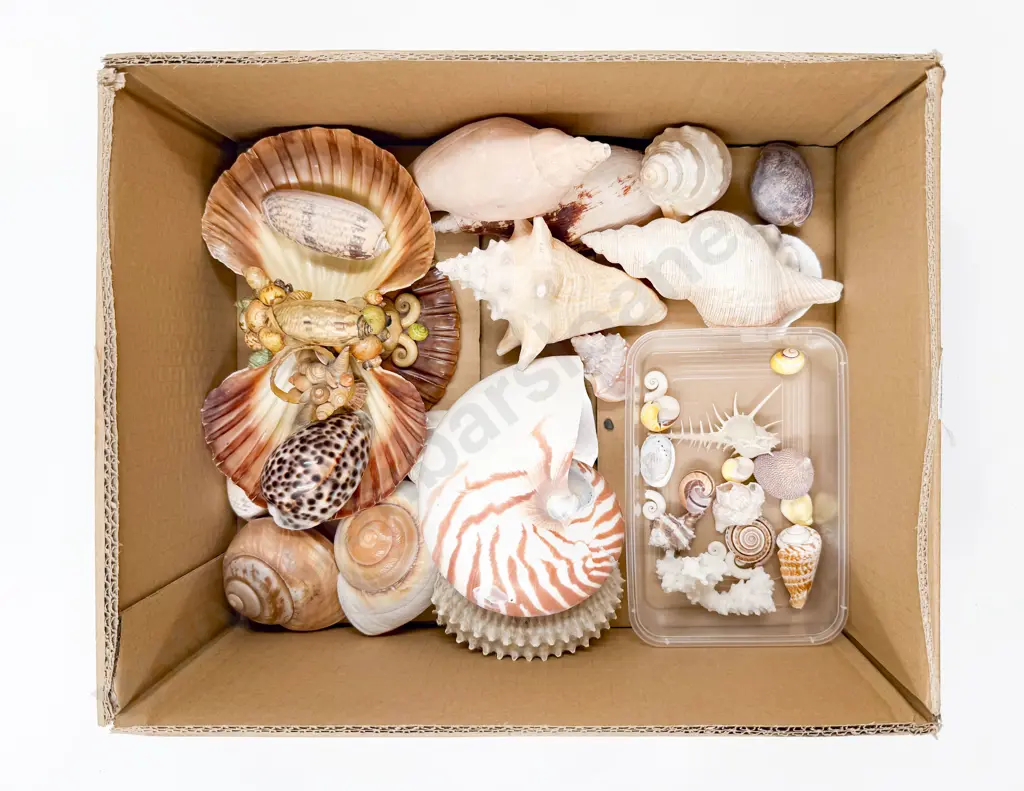 Qty of Assorted Shells Image 1++