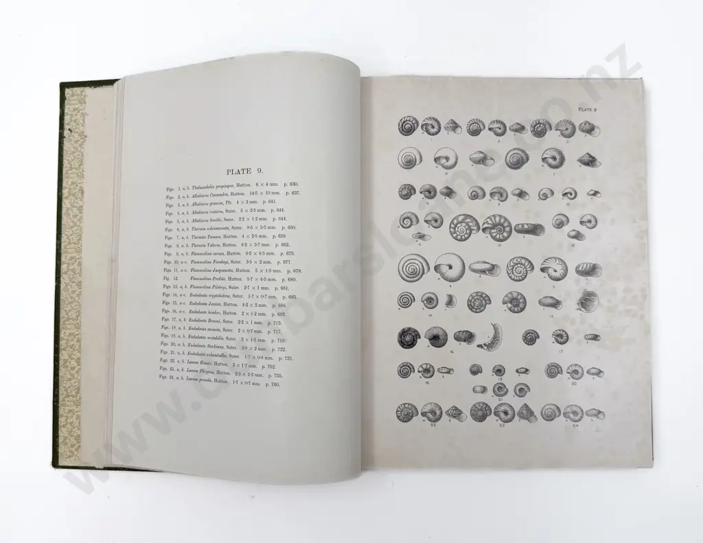 Henry Suter "Manual of New Zealand Mollusca: Atlas and Plates" Image 1++
