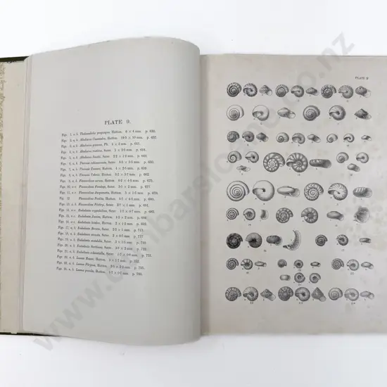 Henry Suter "Manual of New Zealand Mollusca: Atlas and Plates"
