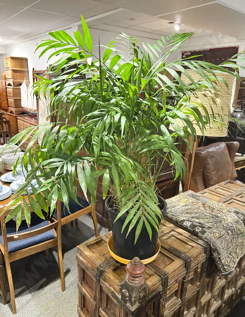 Parlour Palm Pot Plant Image 1++