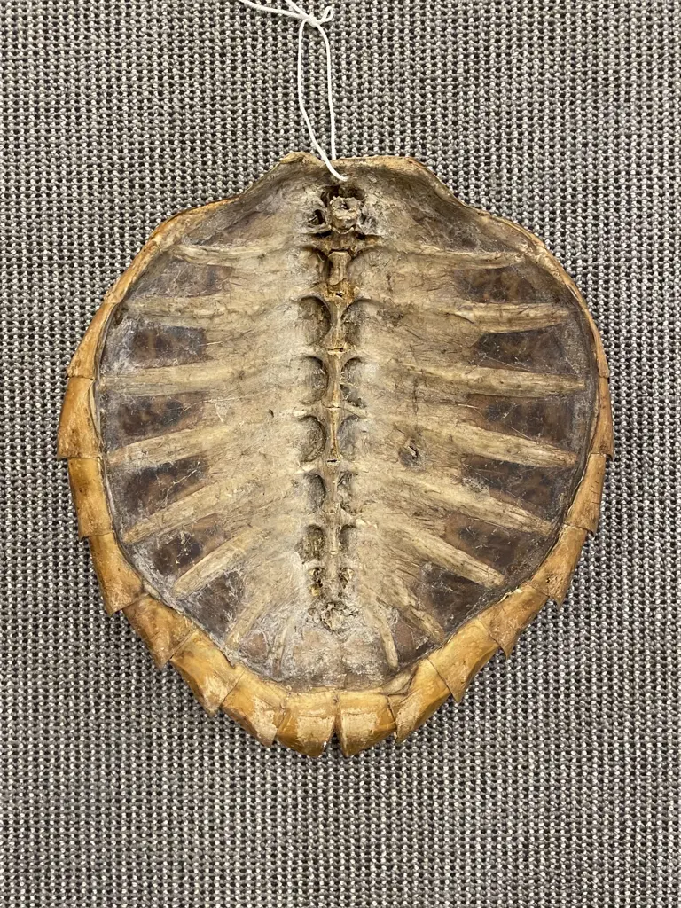 Taxidermy Turtle Shell Image 1++