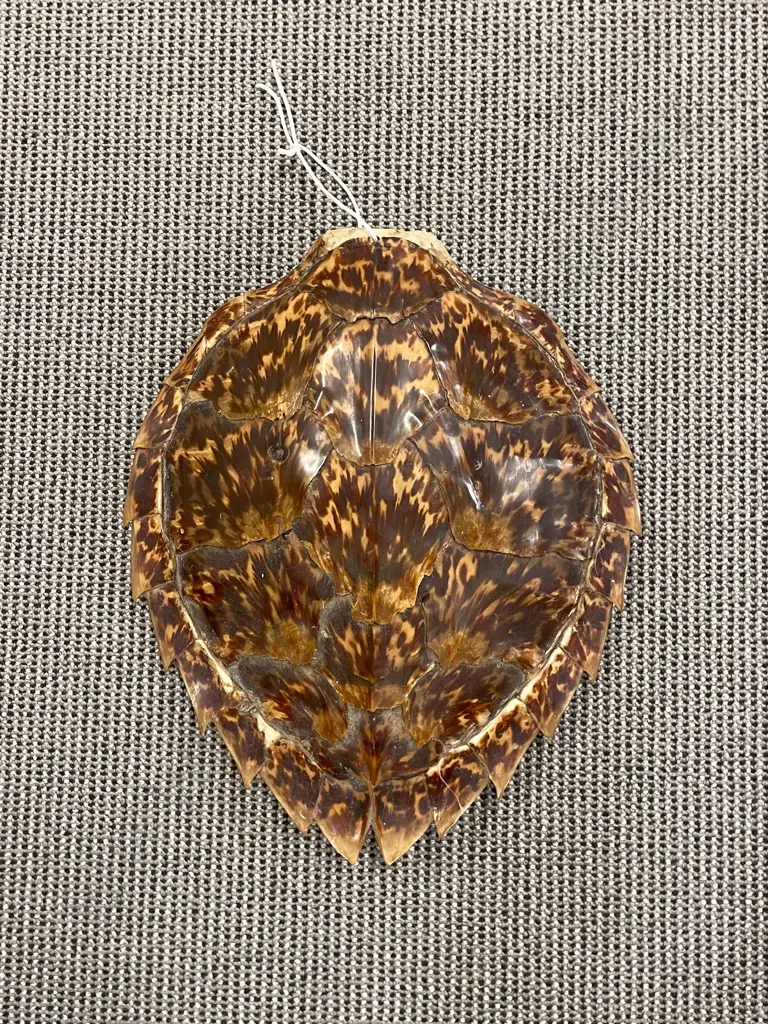 Taxidermy Turtle Shell Image 1++