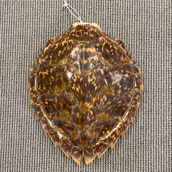 Taxidermy Turtle Shell