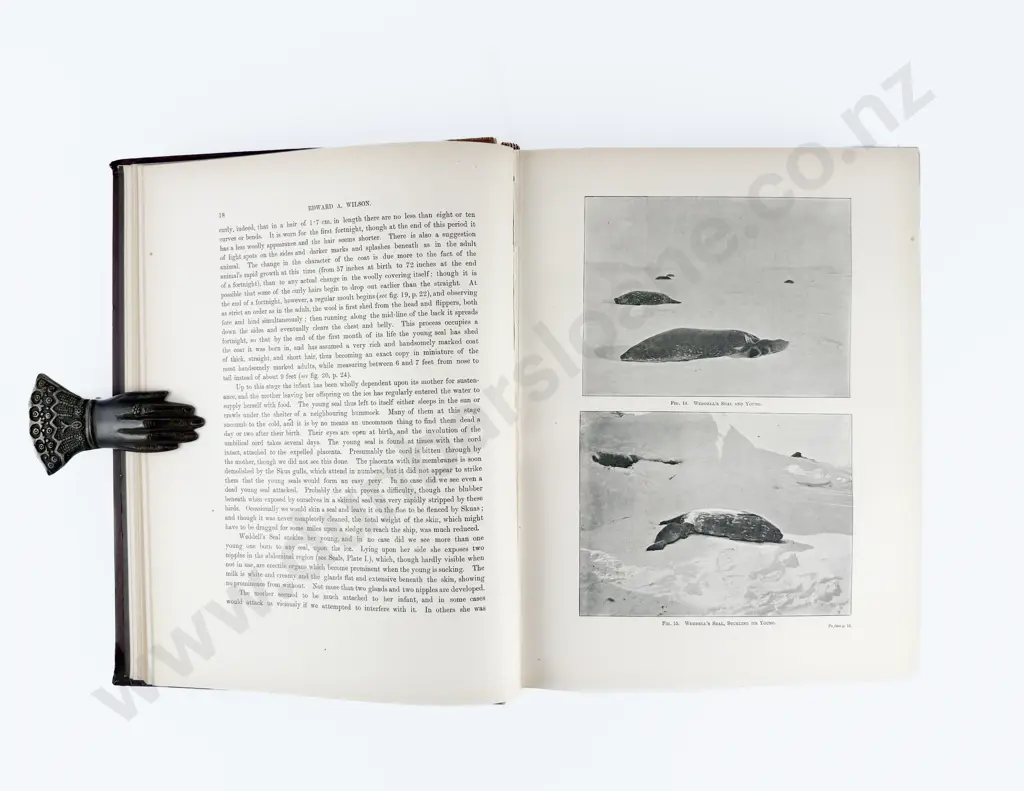 (-) National Antarctic Expedition 1901-1904 Natural History Vol II Zoology Image 1++