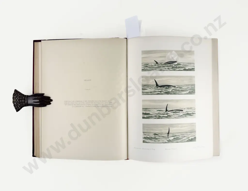 (-) National Antarctic Expedition 1901-1904 Natural History Zoology Image 1++
