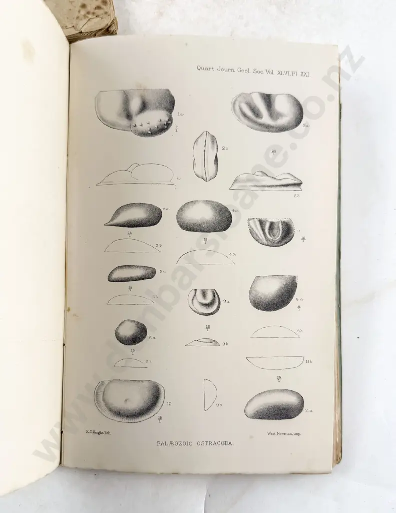 2 19th Century Geological Volumes & Botanical Notes on The Kaikoura Mountians & Mount Egmont 1867 Image 1++