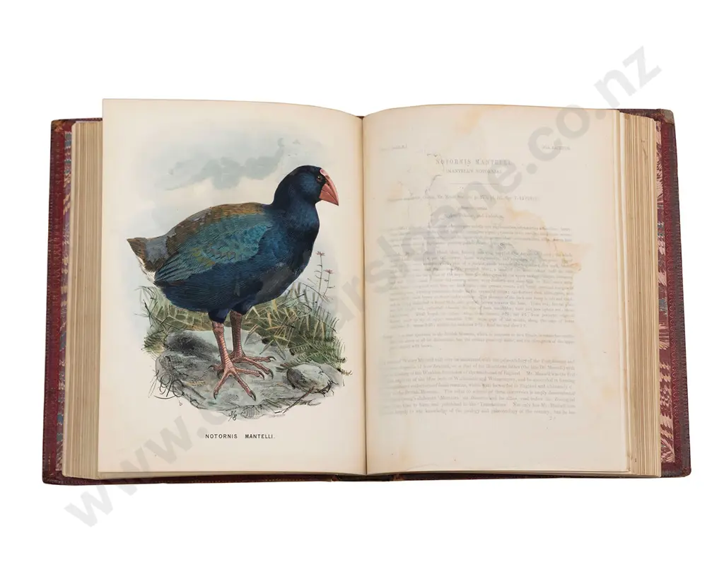 Buller Walter Lawry - A History Of The Birds Of New Zealand Image 1++