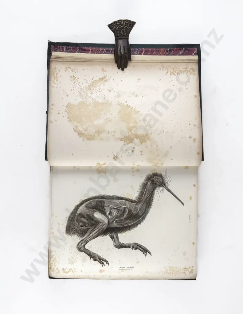 Owen Richard - Memoirs of the Extinct Wingless Birds Of New Zealand (2 Volumes) Image 1++
