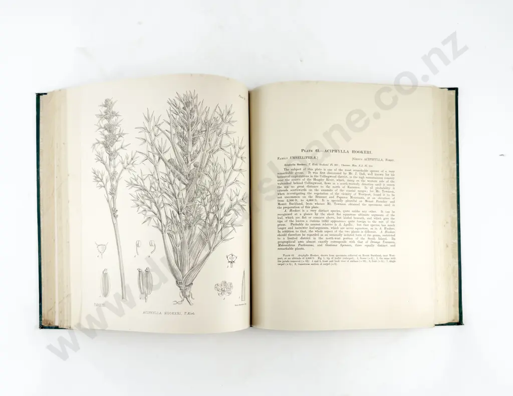 Cheeseman T F - Illustrations of the New Zealand Flora (2 Volumes) Image 1++