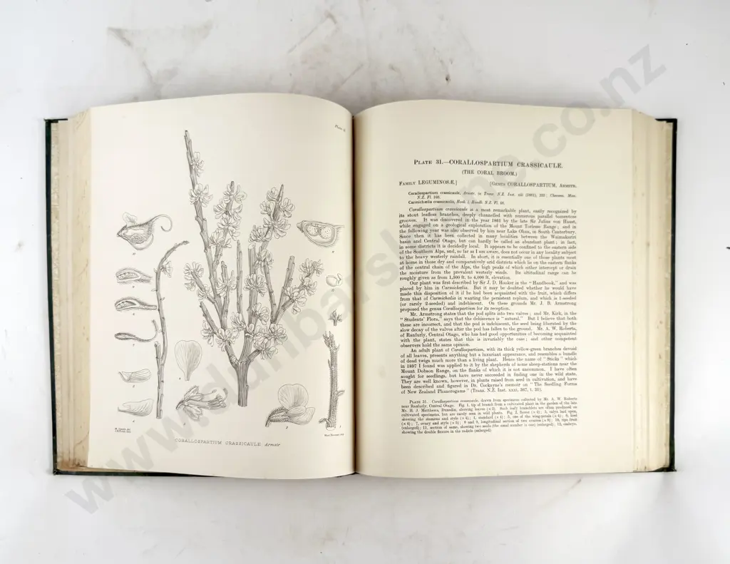 Cheeseman T F - Illustrations of the New Zealand Flora (2 Volumes) Image 1++