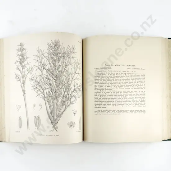 Cheeseman T F - Illustrations of the New Zealand Flora (2 Volumes)