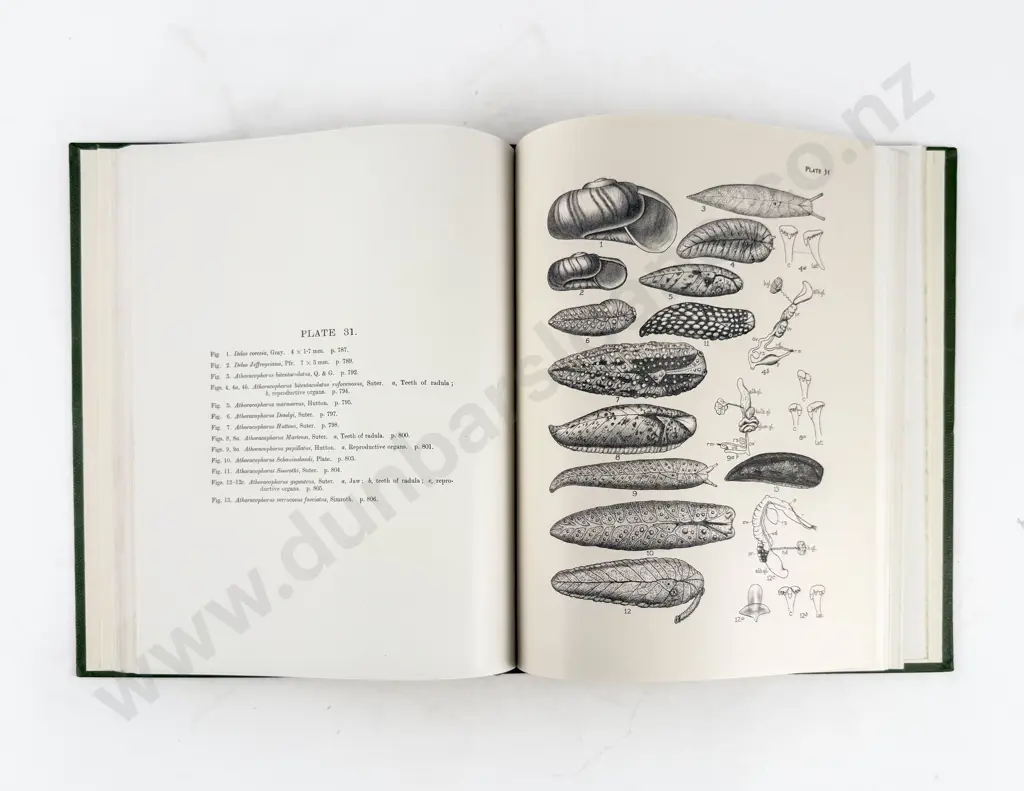 Suter Henry - Manual of the New Zealand Mollusca Atlas Of Plates Image 1++