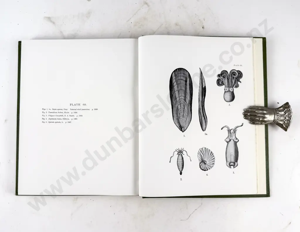 Suter Henry - Manual of the New Zealand Mollusca Atlas Of Plates Image 1++