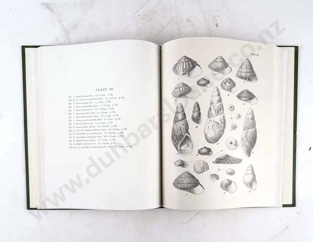 Suter Henry - Manual of the New Zealand Mollusca Atlas Of Plates Image 1++