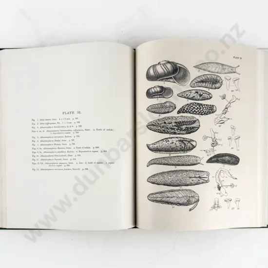Suter Henry - Manual of the New Zealand Mollusca Atlas Of Plates