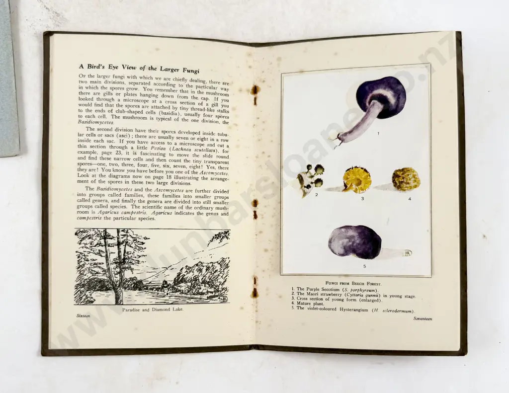 Dalrymple H K - Fungus Hunting in Otago New Zealand Image 1++