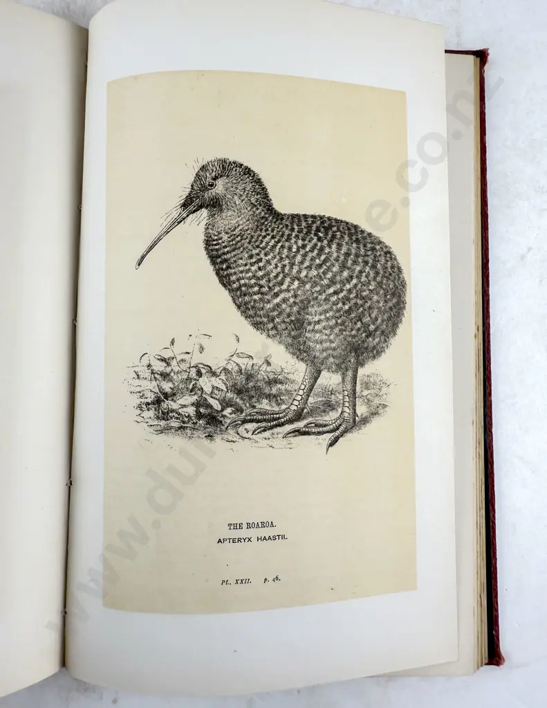 Buller Walter L - Manual Of The Birds Of New Zealand Image 1++