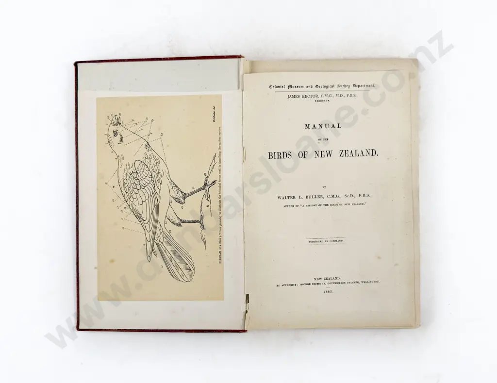 Buller Walter L - Manual Of The Birds Of New Zealand Image 1++