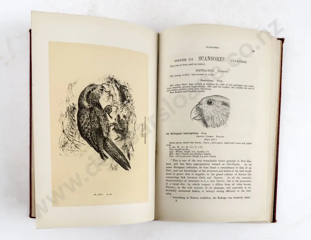 Buller Walter L - Manual Of The Birds Of New Zealand Image 1++