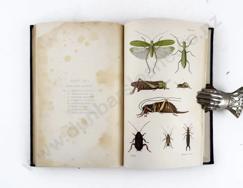 Hudson G V - An Elementary Manual of New Zealand Entomology Image 1++