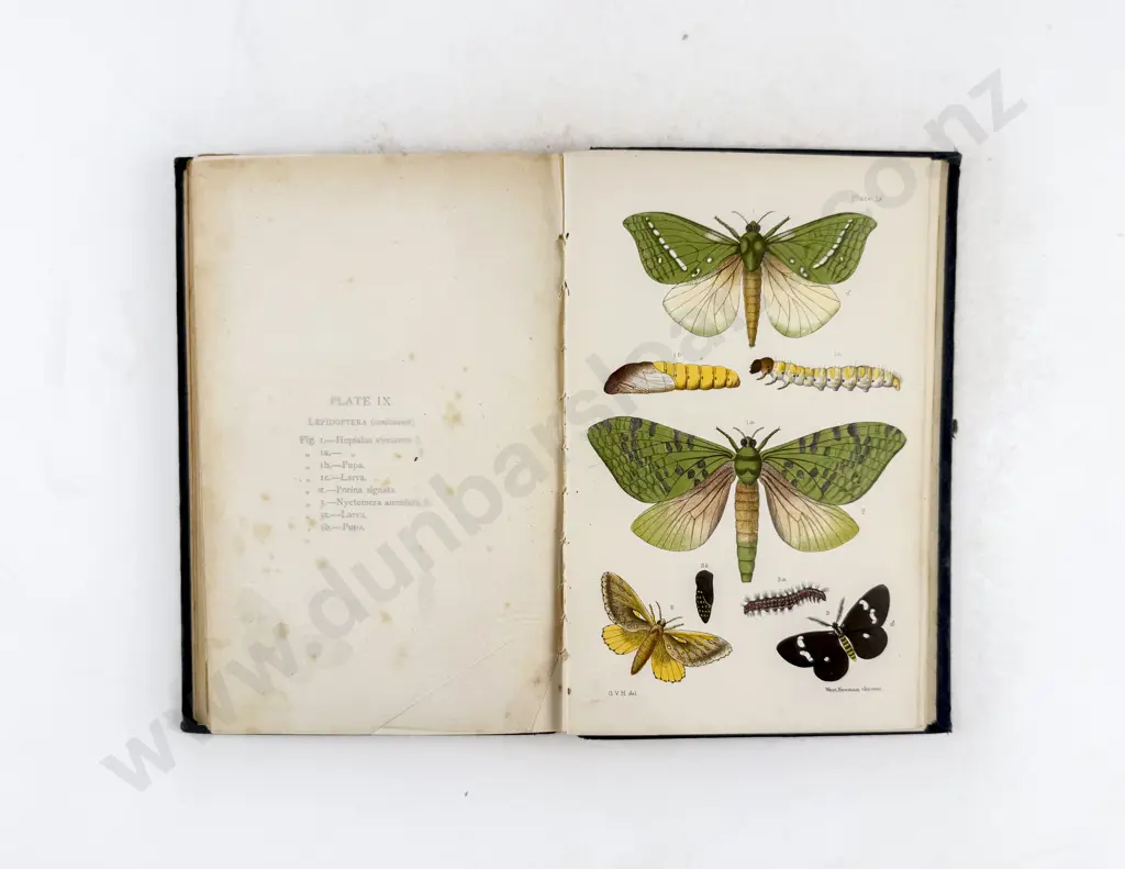 Hudson G V - An Elementary Manual of New Zealand Entomology Image 1++