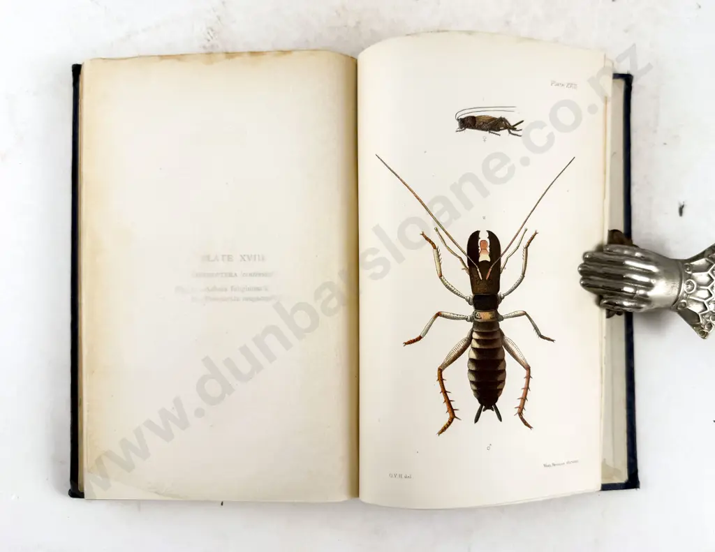 Hudson G V - An Elementary Manual of New Zealand Entomology Image 1++