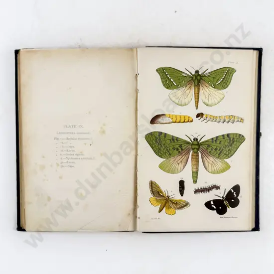 Hudson G V - An Elementary Manual of New Zealand Entomology