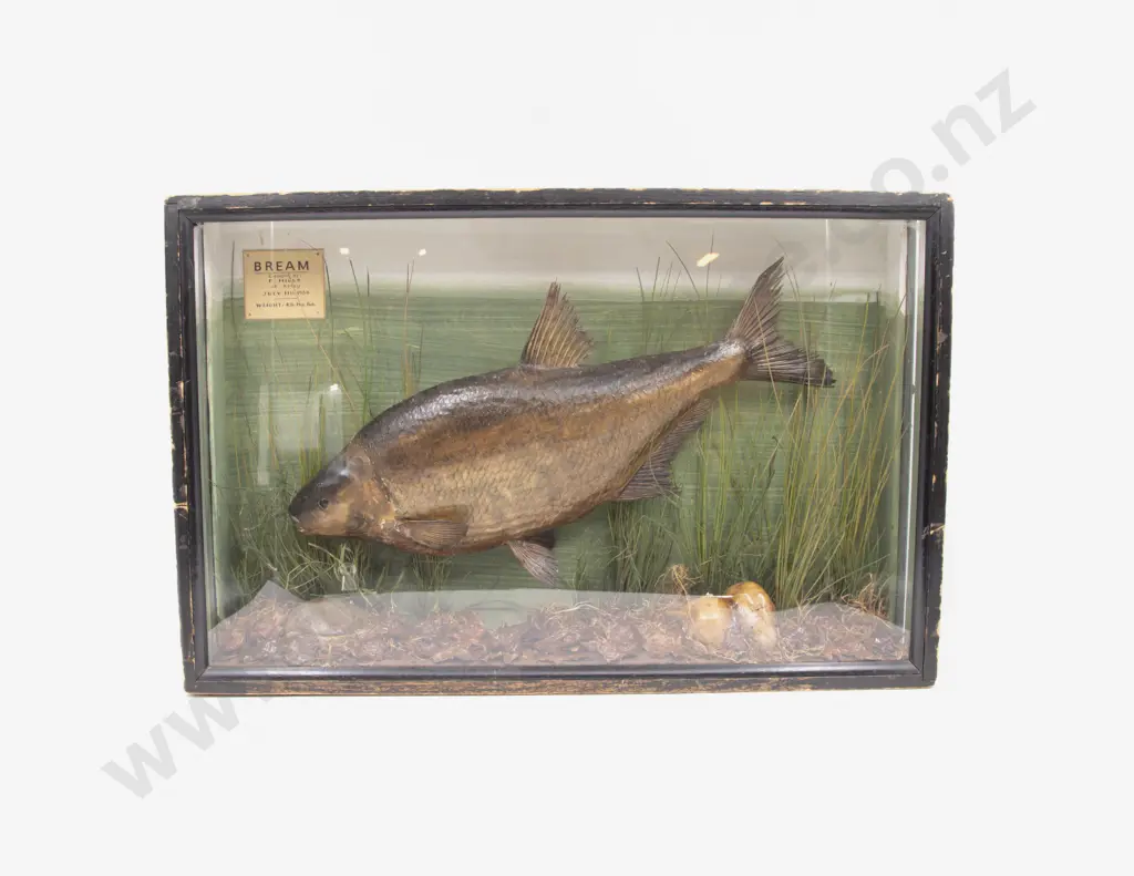 Glazed Display of a Trophy Bream Image 1++