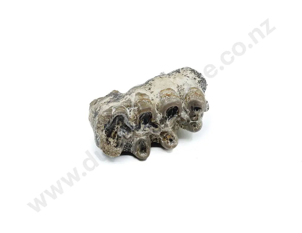 Fossilised Teeth Image 1++