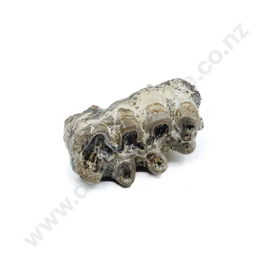 Fossilised Teeth