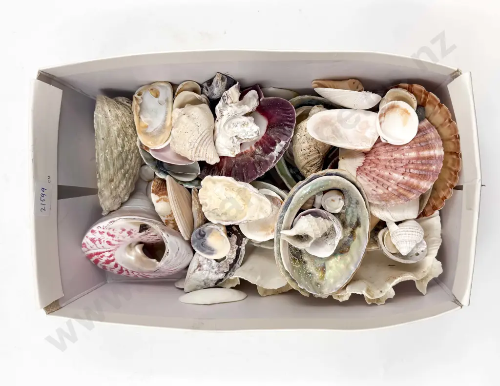 Qty of Assorted Shells Image 1++