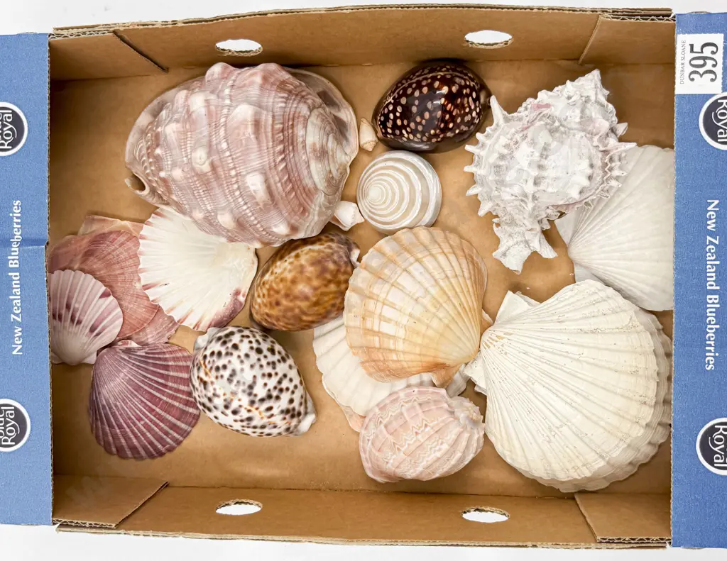 Qty of Assorted Shells Image 1++