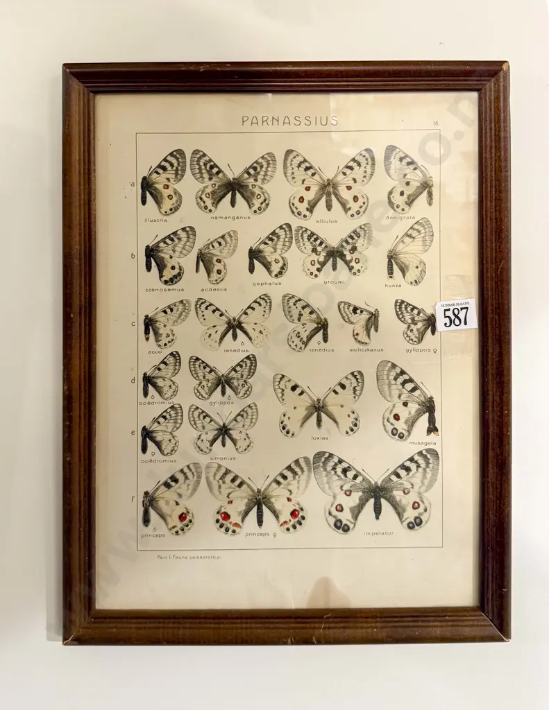 Framed Butterfly Study Bookplate Image 1++
