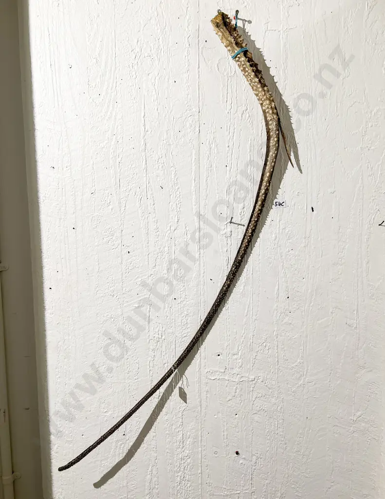 Stingray Tail Image 1++