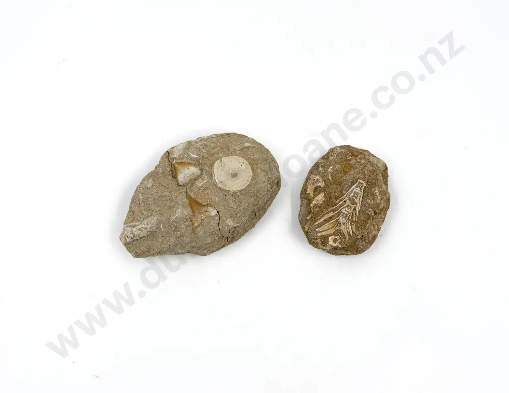 Two Fossil Specimens Image 1++