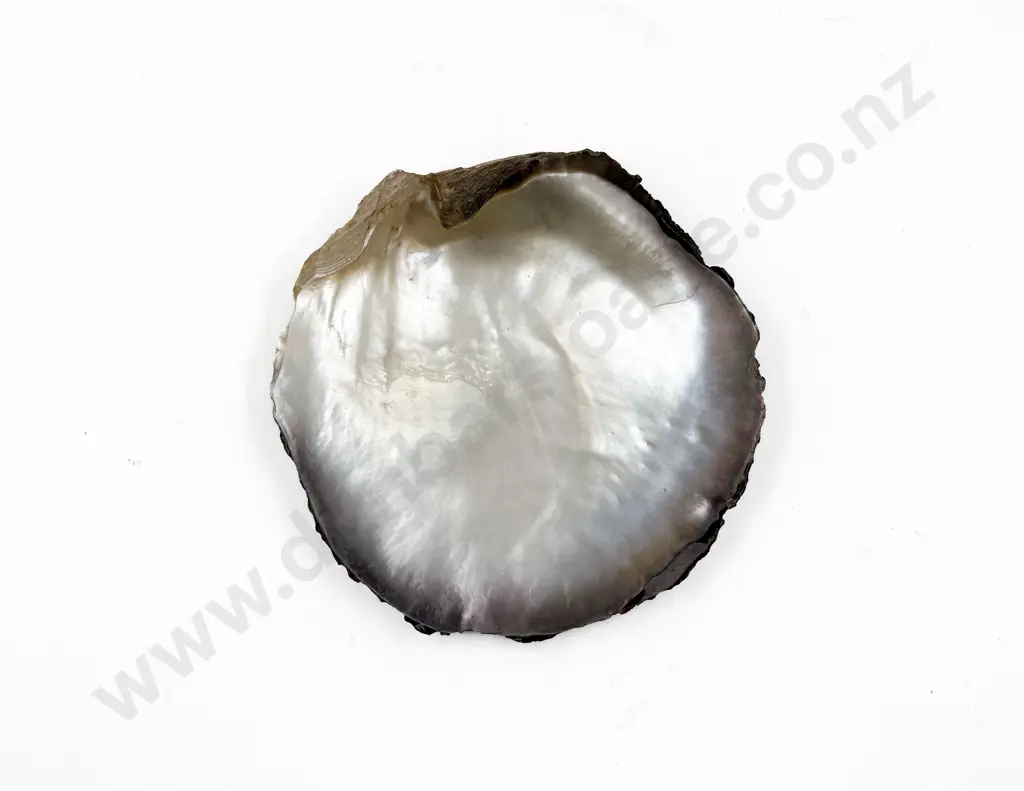Pearl Oyster Shell Image 1++