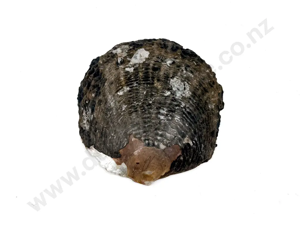 Pearl Oyster Shell Image 1++