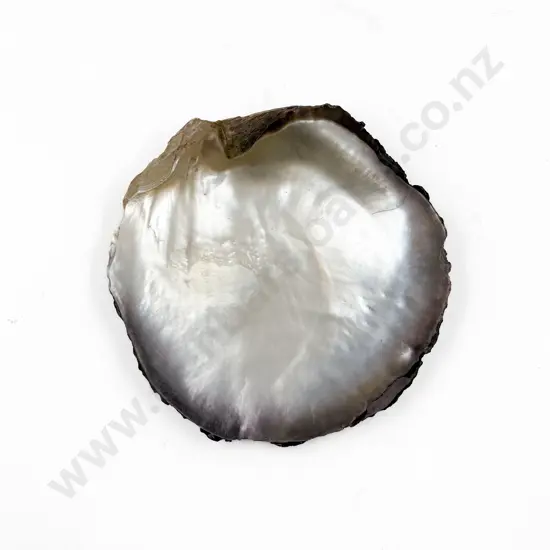Pearl Oyster Shell