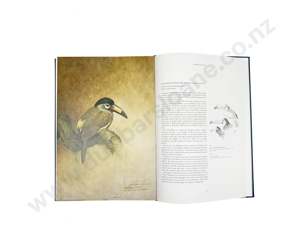 Raymond Ching Studies & Sketches of a Bird Painter - faults (missing pages) Image 1++