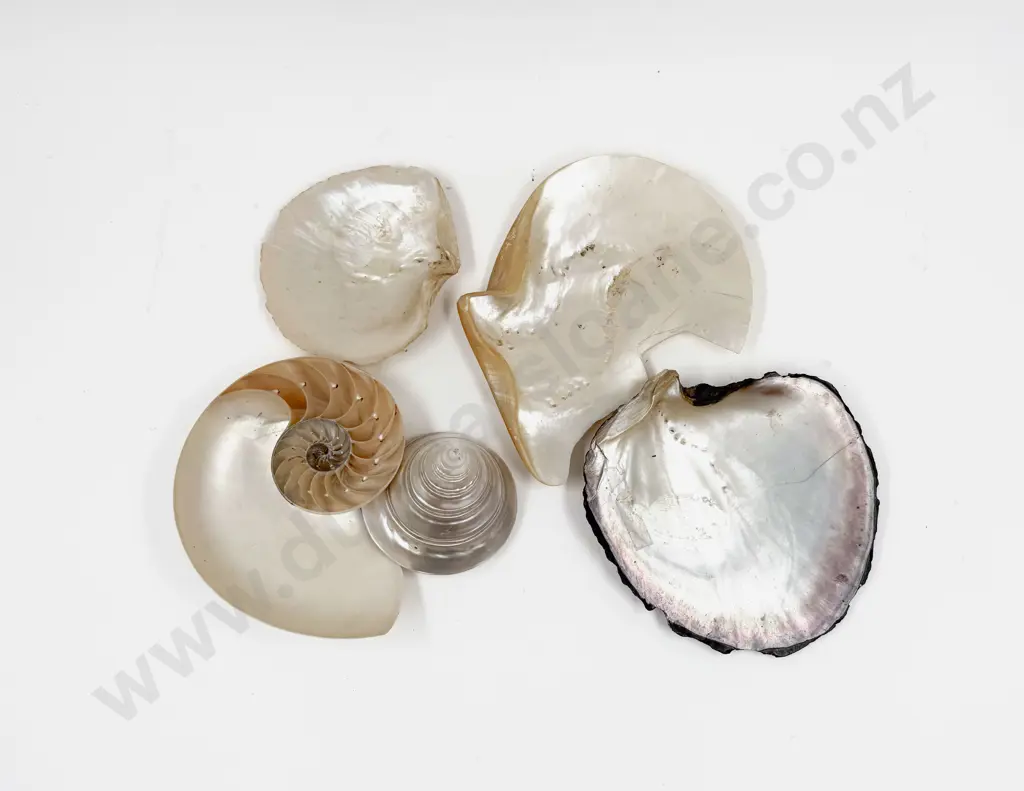 Qty of Assorted Shells Image 1++