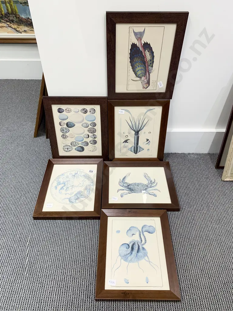 Five Assorted Scientific Study Prints Image 1++