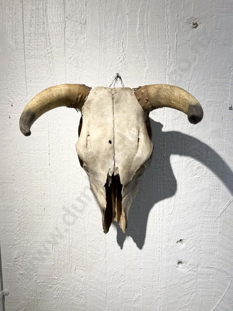 Vintage Bull Skull Image 1++