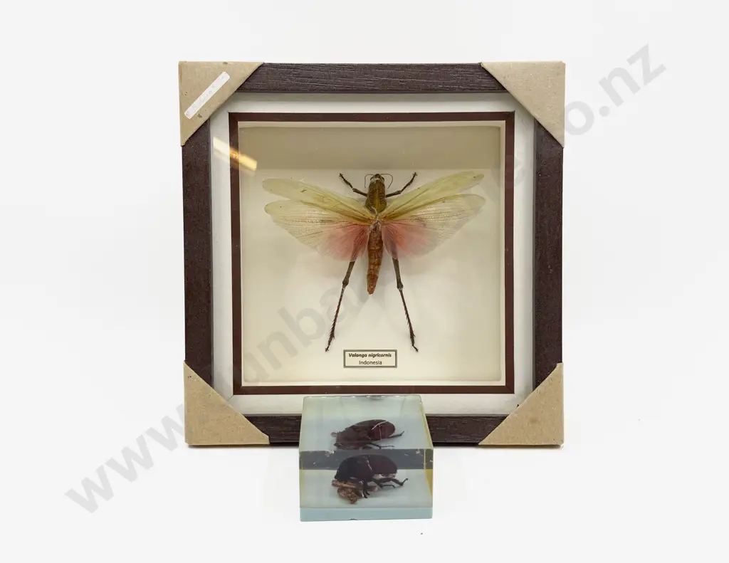Framed Indonesia Valanga Nigricornis with Beetle Paper Weight Image 1++