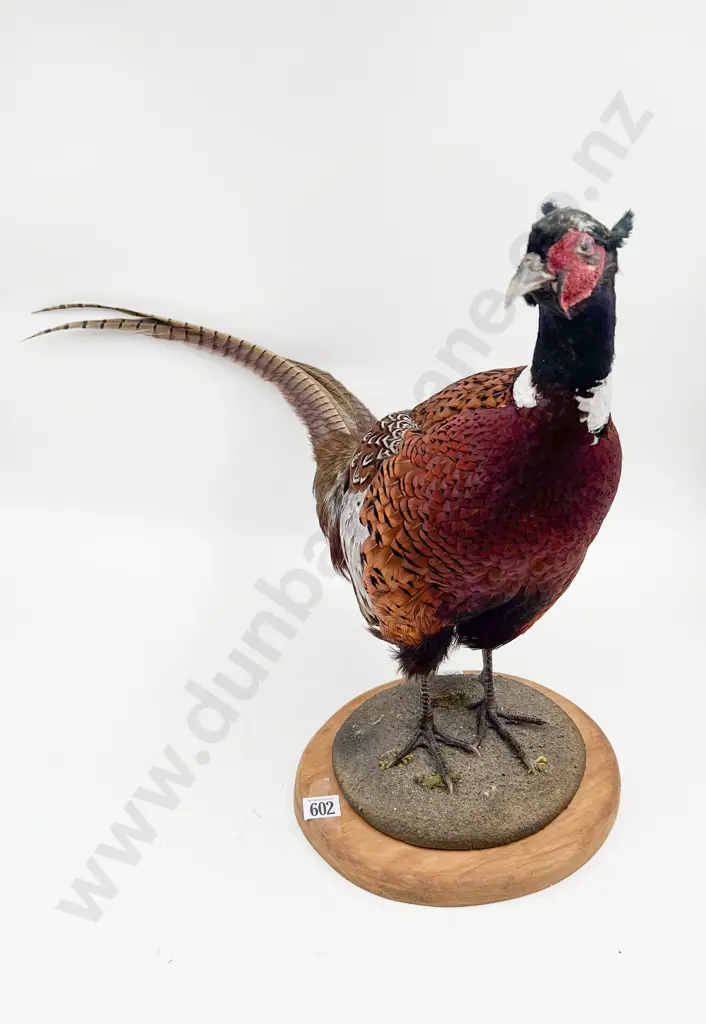Taxidermy Pheasant On Stand Image 1++