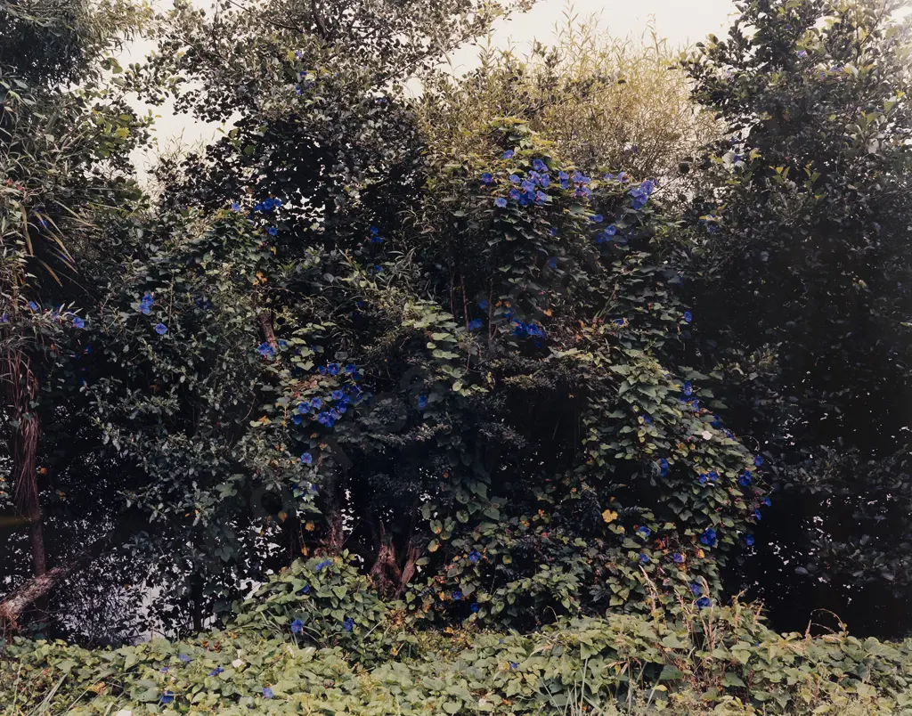 Derek Henderson (b 1963) - Tuakau Image 1++