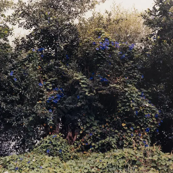 Derek Henderson (b 1963) - Tuakau