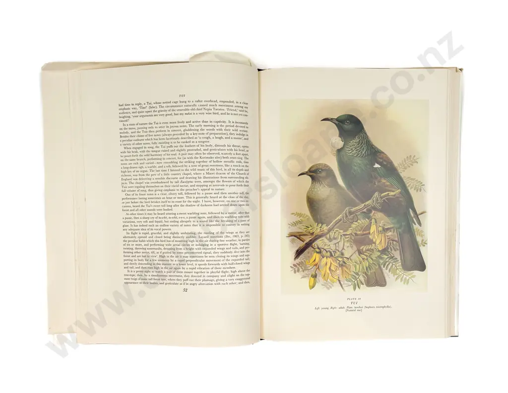 Buller's Birds of NZ Image 1++