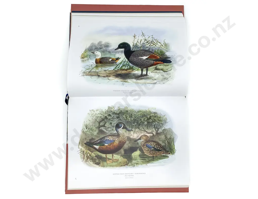 Buller's Birds of New Zealand - Geoff Norman Image 1++