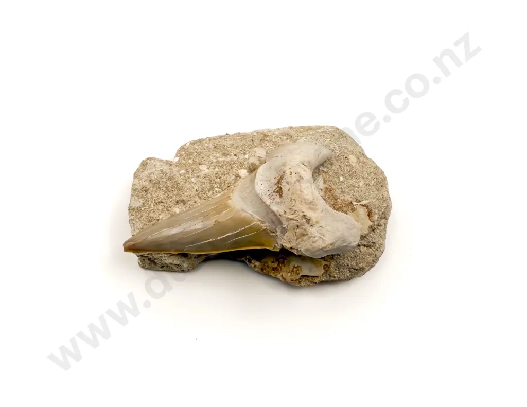 Fossilized Shark Tooth Image 1++