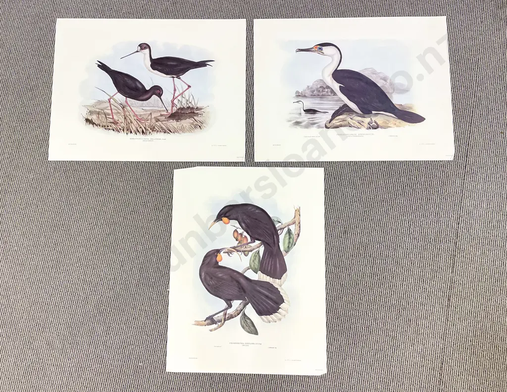 Three Limited Edition NZ Native Bird Prints Image 1++
